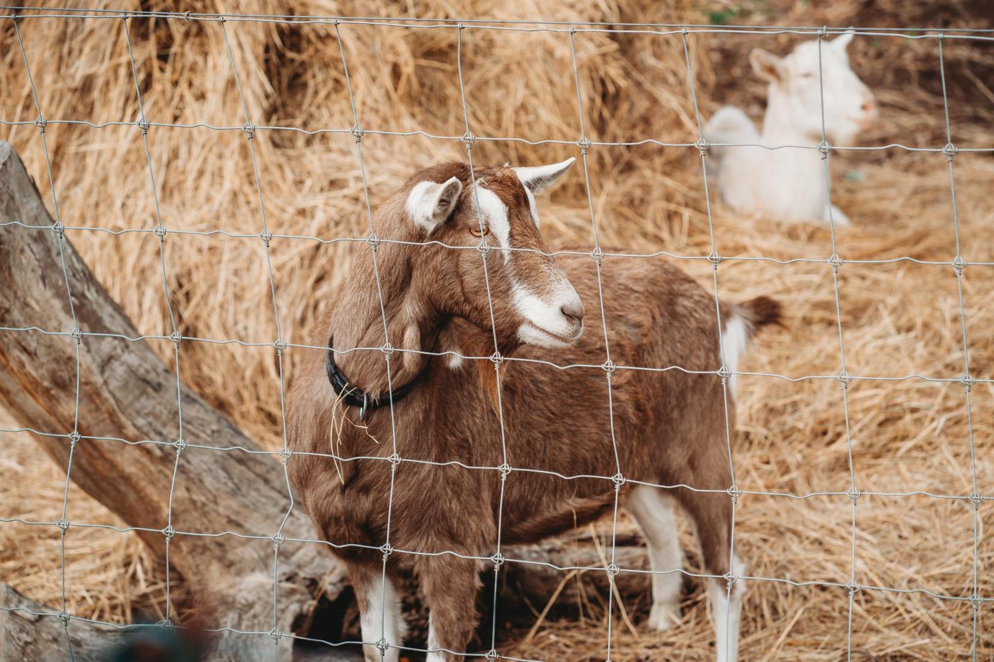 Freshwater Creek Cottages & Farm Stay Torquay Dış mekan fotoğraf