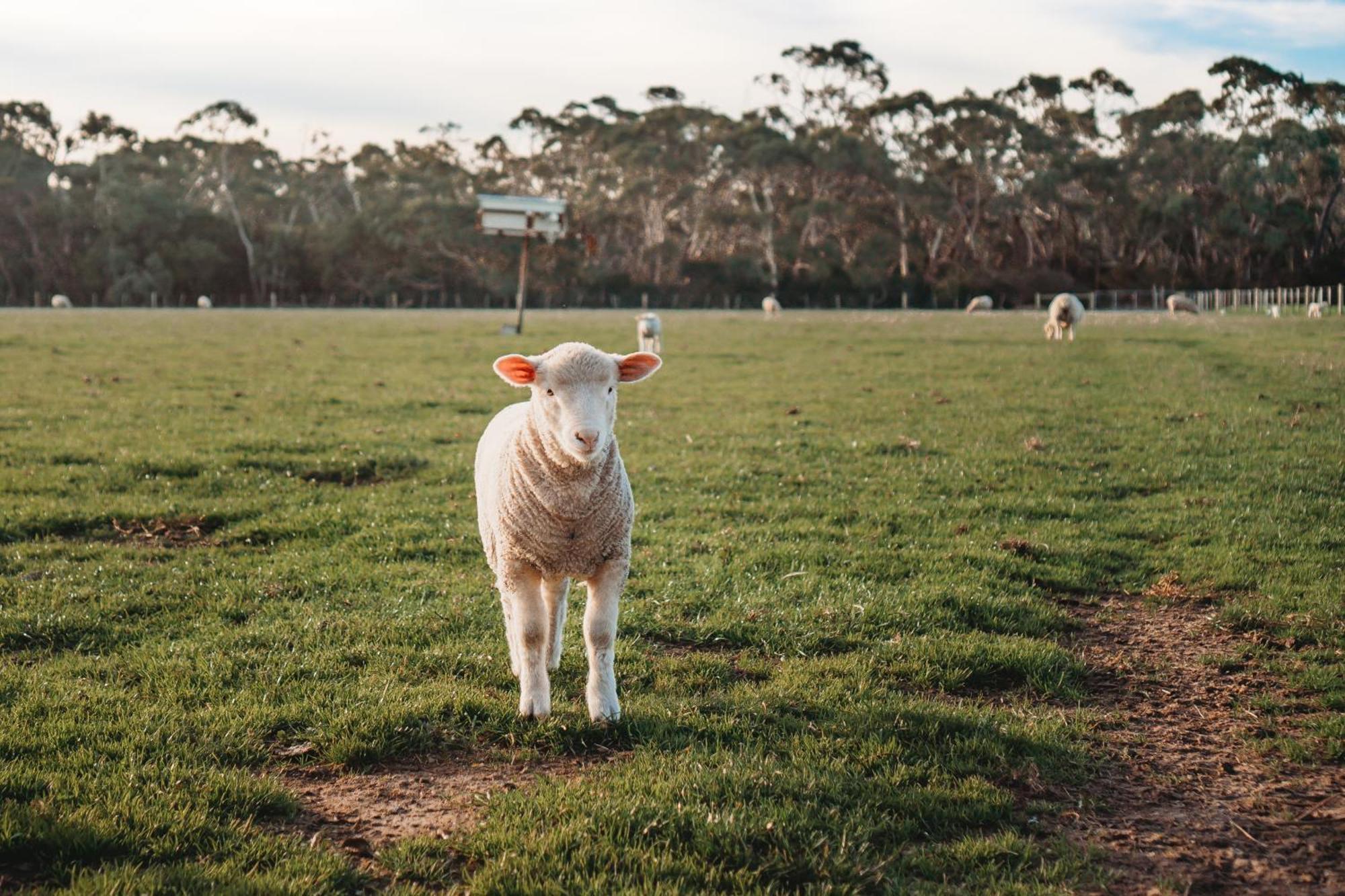 Freshwater Creek Cottages & Farm Stay Torquay Dış mekan fotoğraf