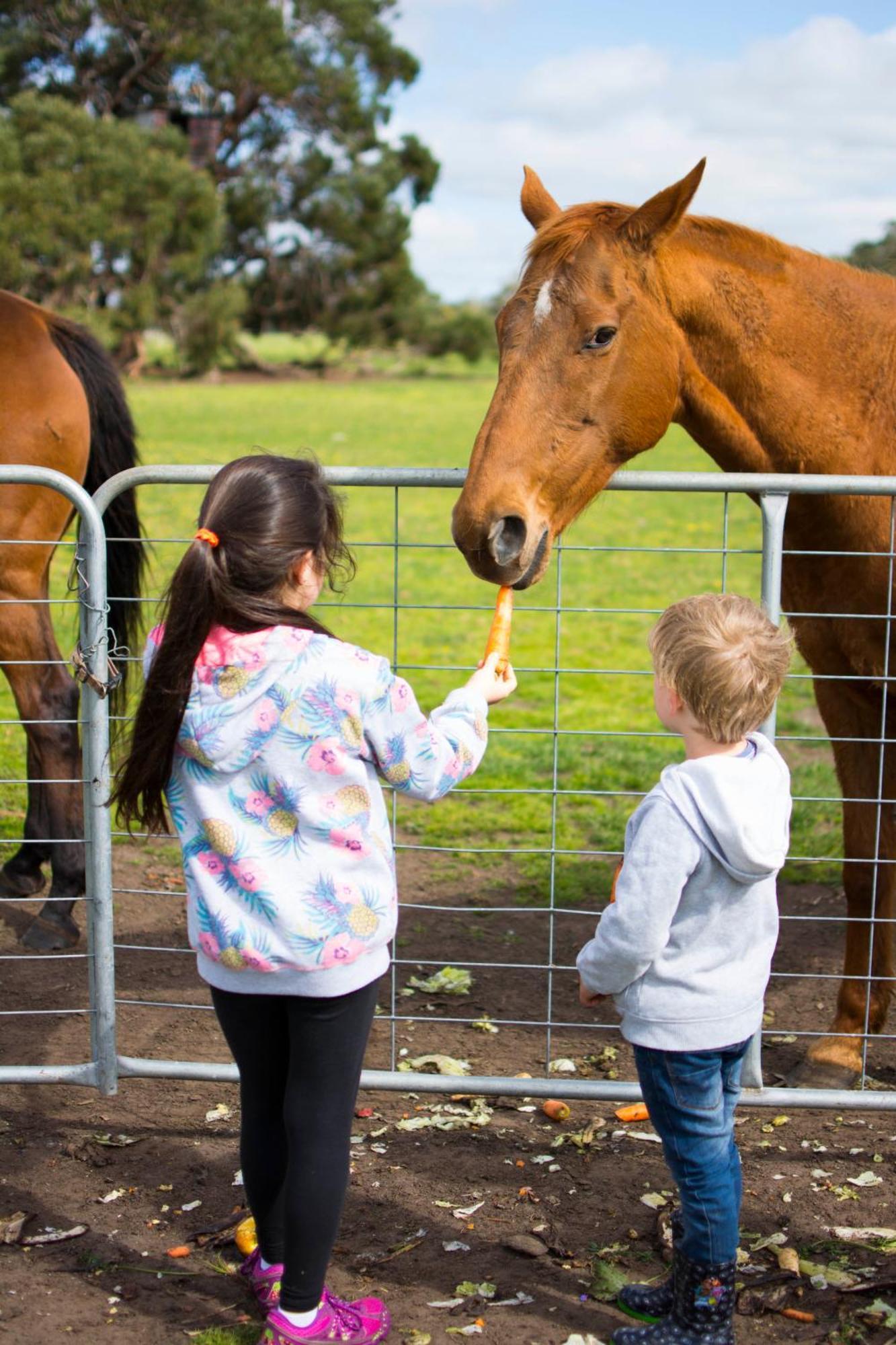 Freshwater Creek Cottages & Farm Stay Torquay Dış mekan fotoğraf